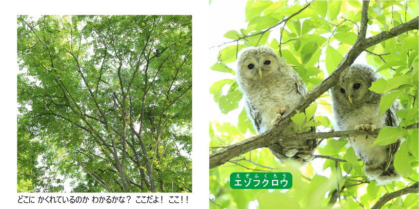 北海道生き物バンザイ!